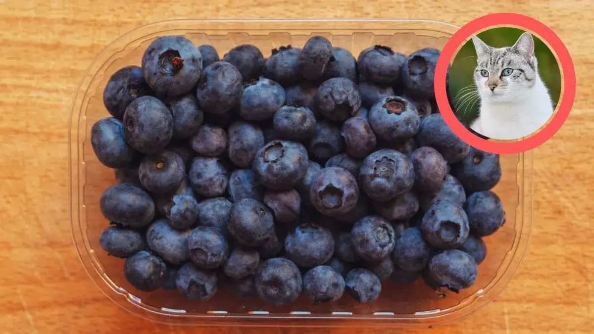 Czy koty mogą jeść jagody? Poznaj zagrożenia i korzyści dla zdrowia