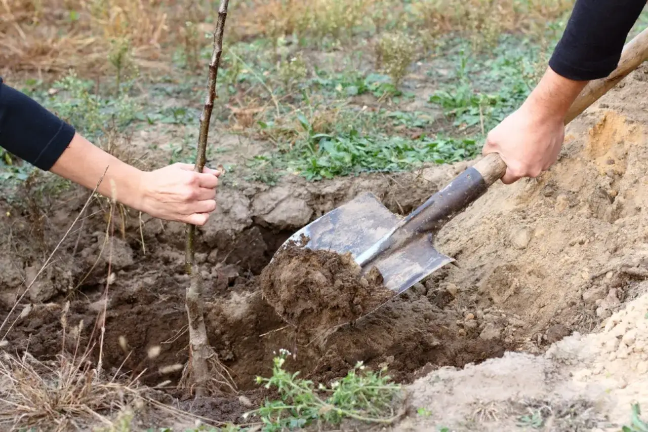 Sadzenie drzewek owocowych: Krok po kroku do własnych plonów!