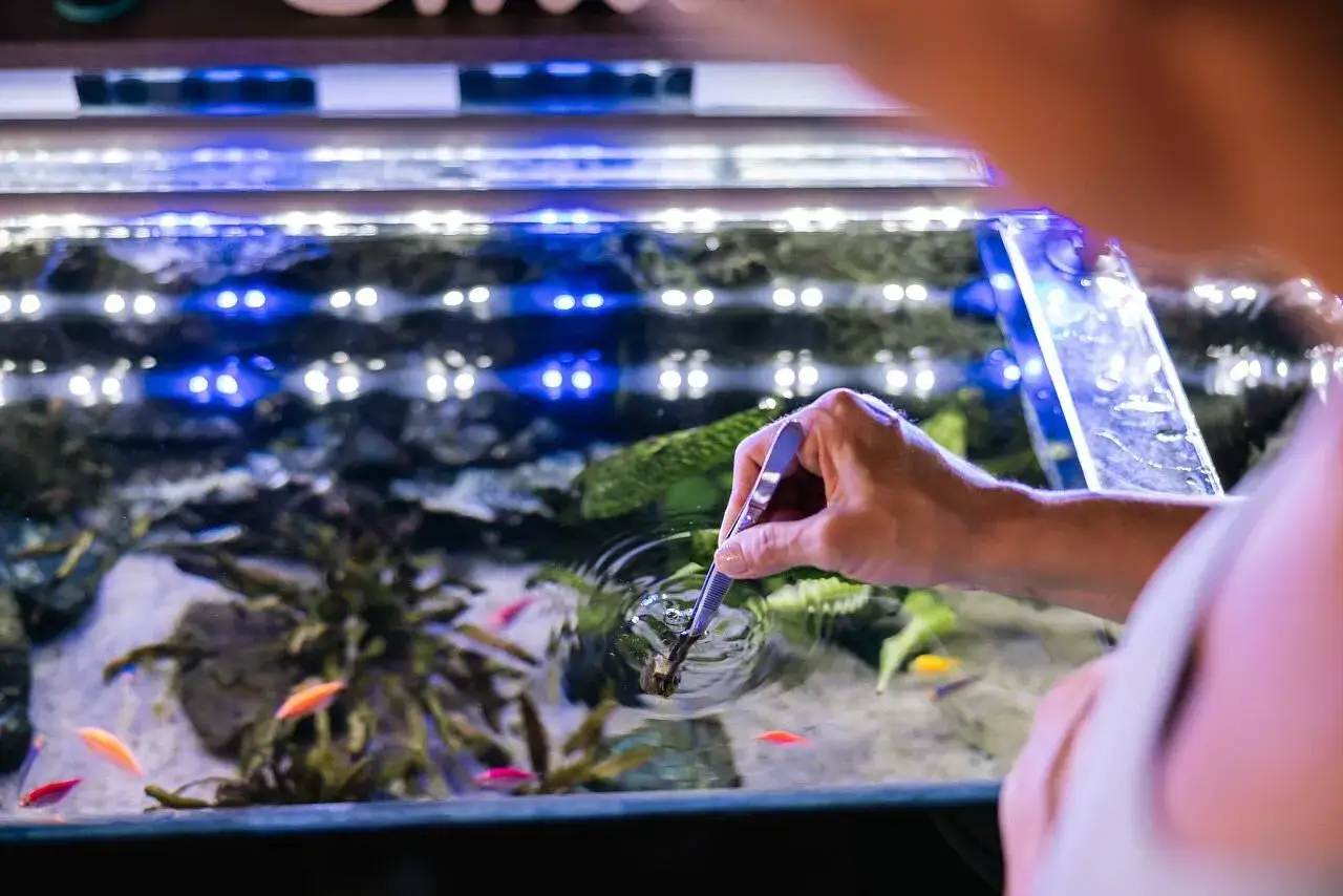Dłoń z pęsetą umieszcza roślinę w akwarium z kolorowymi rybkami i niebieskim oświetleniem.