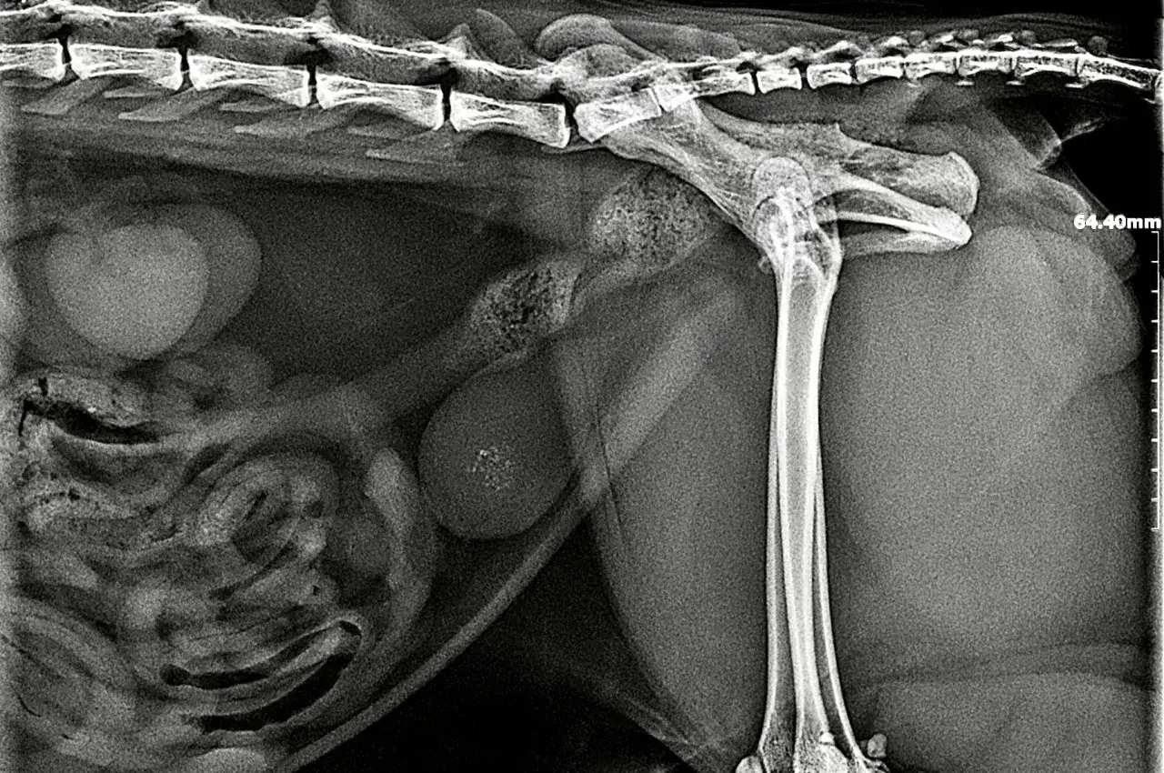 RTG kota z widocznymi kamieniami w pęcherzu moczowym.