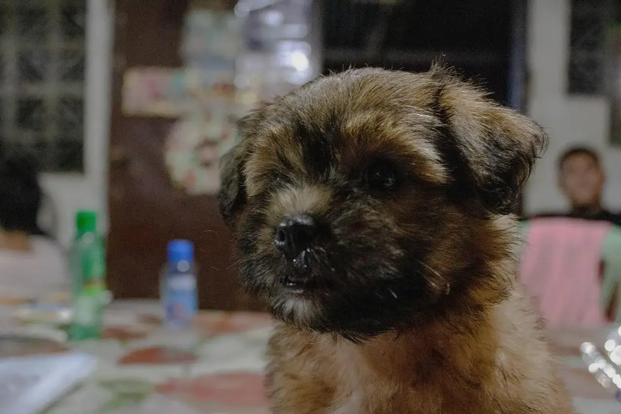 Słodki szczeniak z kudłatą sierścią, zastanawiam się, czy pies może jeść imbir.