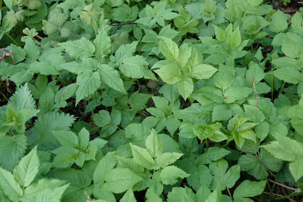 Chwast podobny do podagrycznika? Rozpoznaj i uniknij zagrożeń!