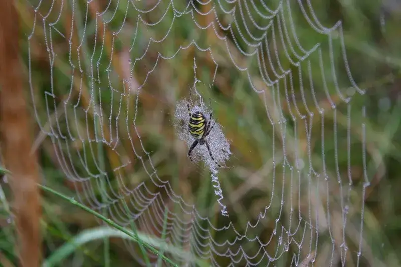Jak pająki robią sieć - tajemnice budowy pajęczyn i ich funkcje