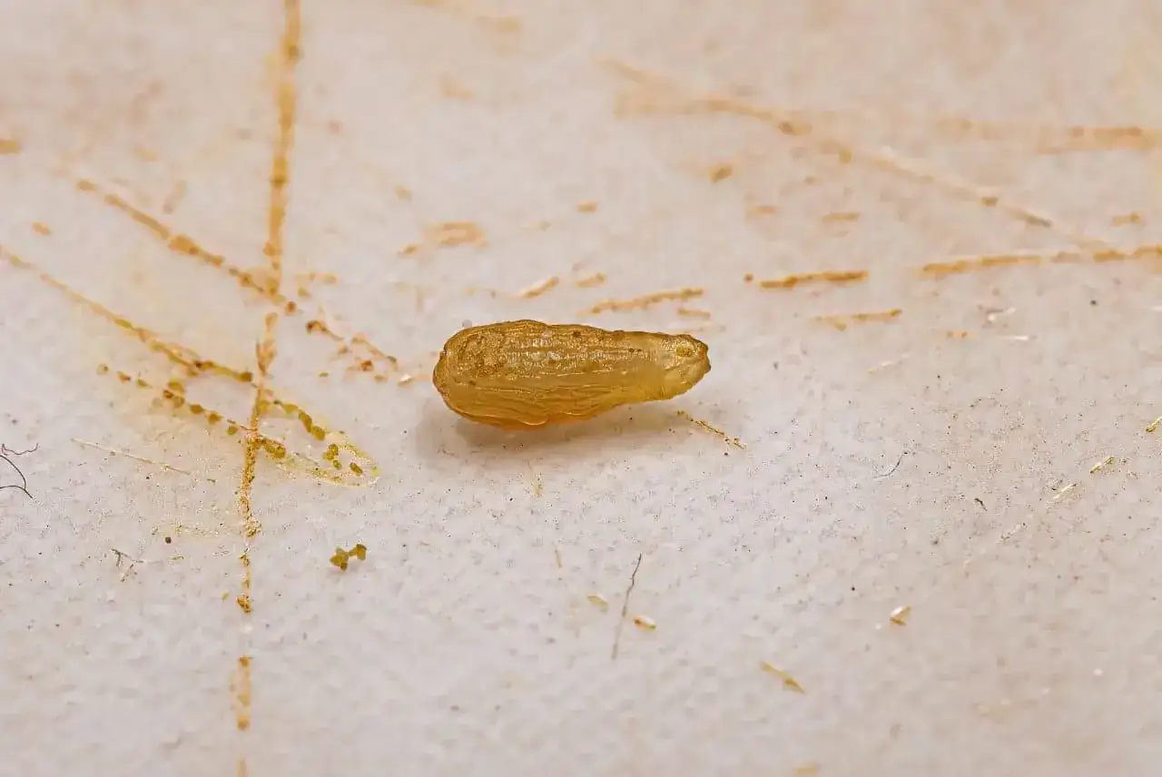 Mały, przezroczysty robak, przypominający białe robaki u kota, leży na brudnej powierzchni.