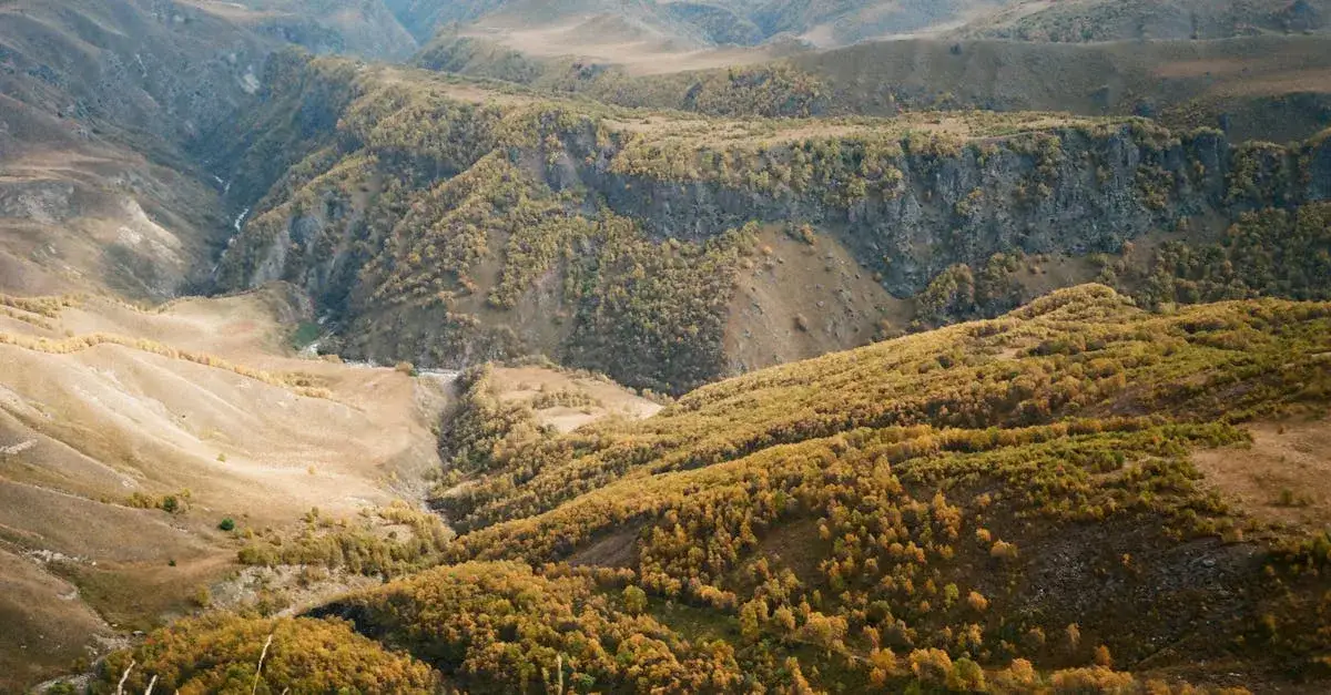 Serce dębu: Czy natura skrywa więcej tajemnic niż myślimy?