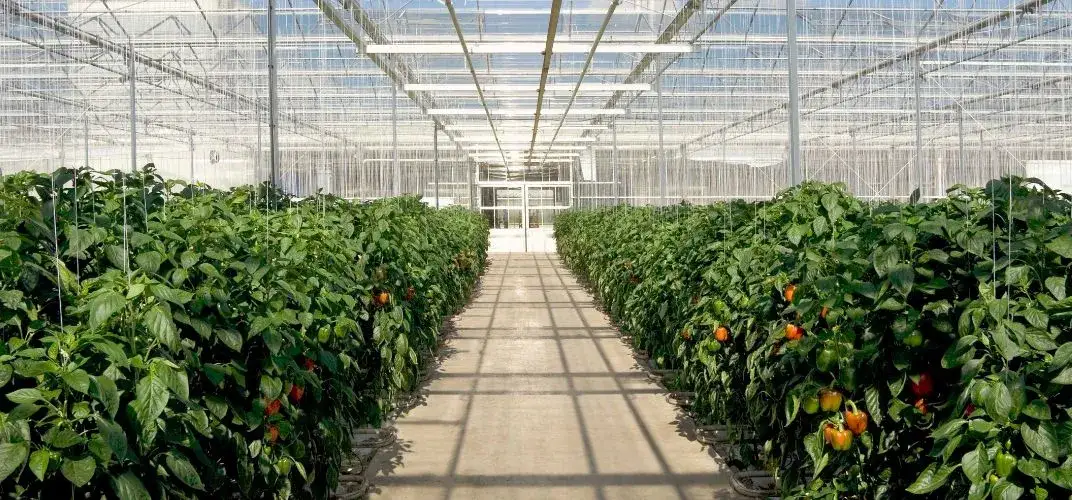 Co sadzić w małej szklarni ogrodowej, aby uniknąć nieudanych plonów