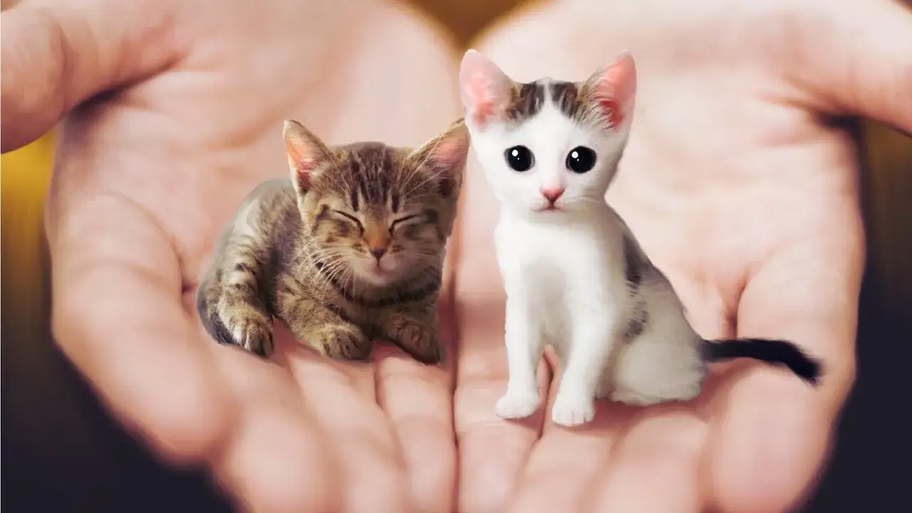 Jak wygląda mały kotek? Cechy, które zachwycają i zaskakują