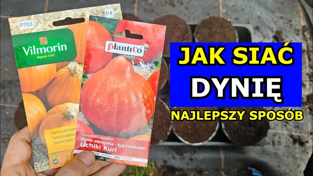 Kiedy sadzić dynie, by uniknąć błędów i uzyskać obfite plony