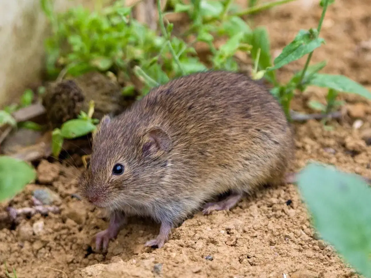 Skuteczne sposoby na usunięcie nornic z ogrodu bez chemii