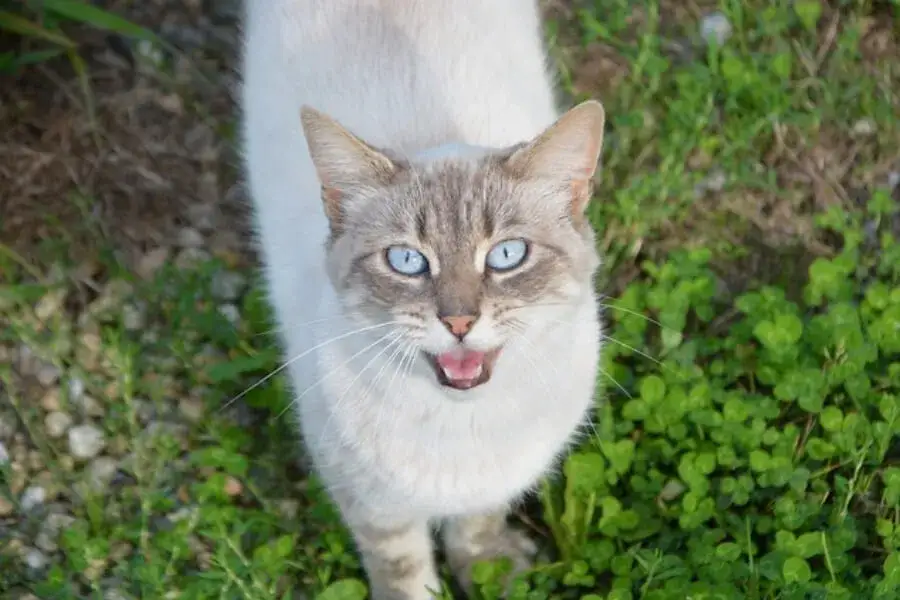 Jak pomóc kotce w rui i złagodzić jej stres oraz niepokój