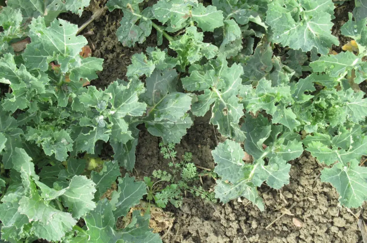 Chwast z rzepami: Rozpoznaj, zwalcz i odkryj jego zaskakujące cechy!