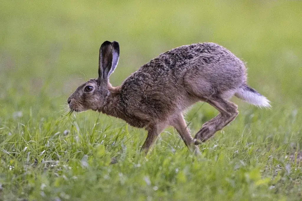 Jak szybko biega zając? Odkryj jego niesamowitą prędkość