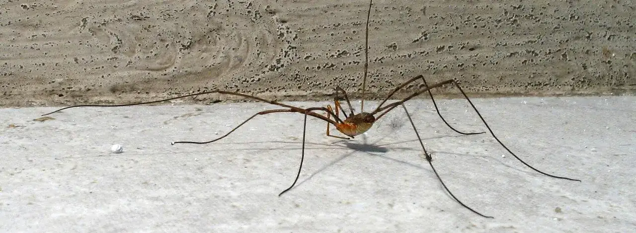 Skuteczne sposoby na to, czym odstraszać pająki w domu i ogrodzie