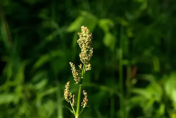 Szczaw kędzierzawy: jak go rozpoznać i skutecznie zwalczać