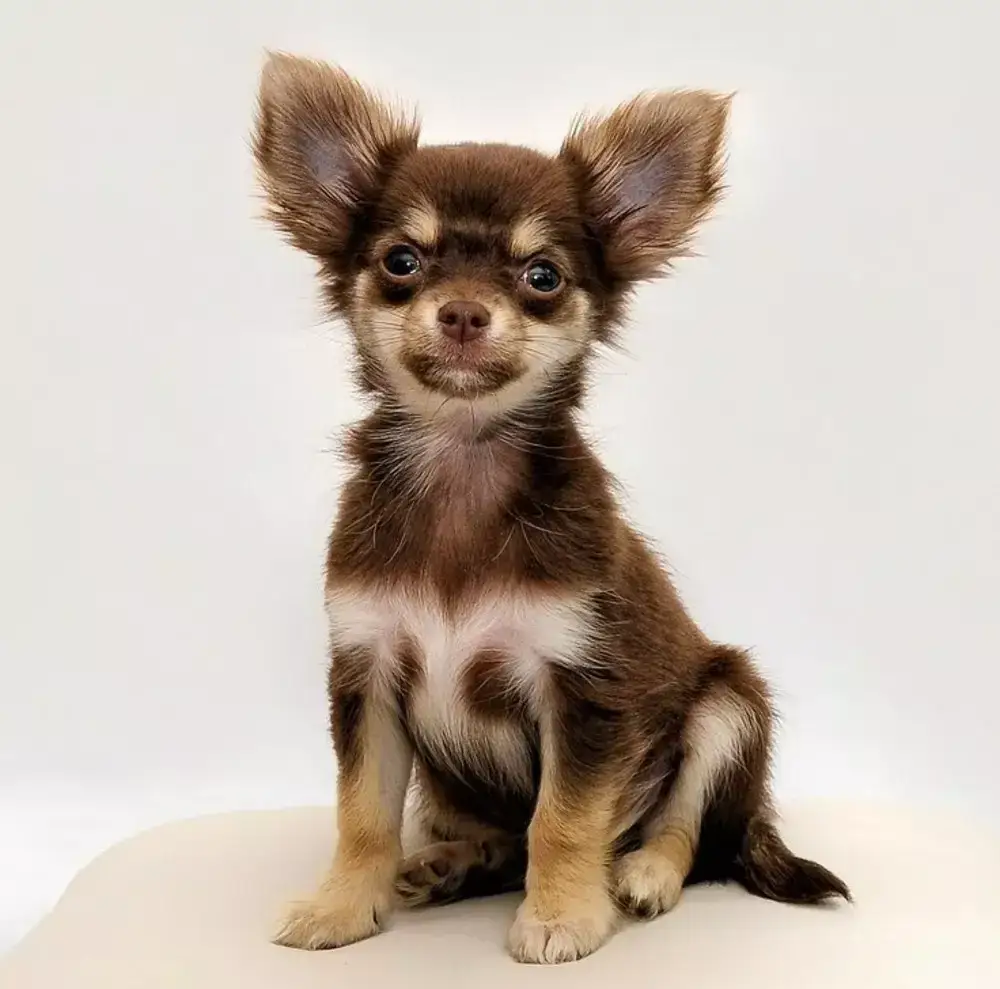 Czy chihuahua gubi sierść? Odkryj przyczyny i sposoby pielęgnacji