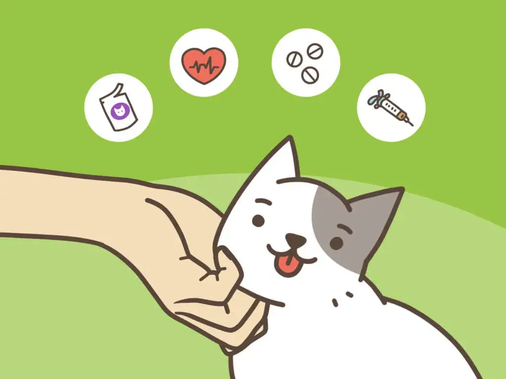 Niepokojące objawy po sterylizacji kotki - co powinieneś wiedzieć?