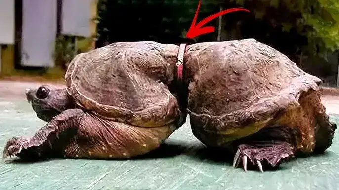 Jak umiera żółw: objawy, przyczyny i jak pomóc w trudnych chwilach