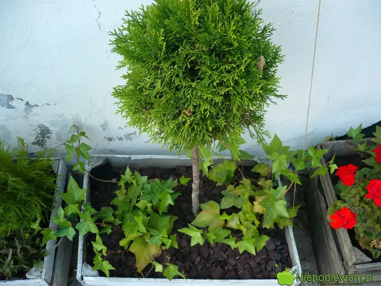 Kwietnik ze skrzynki po jabłkach: Jak zrobić trwały i piękny DIY?