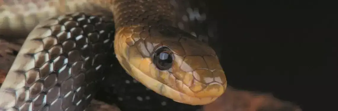 Dlaczego wąż eskulapa jest symbolem medycyny i co to oznacza dla zdrowia