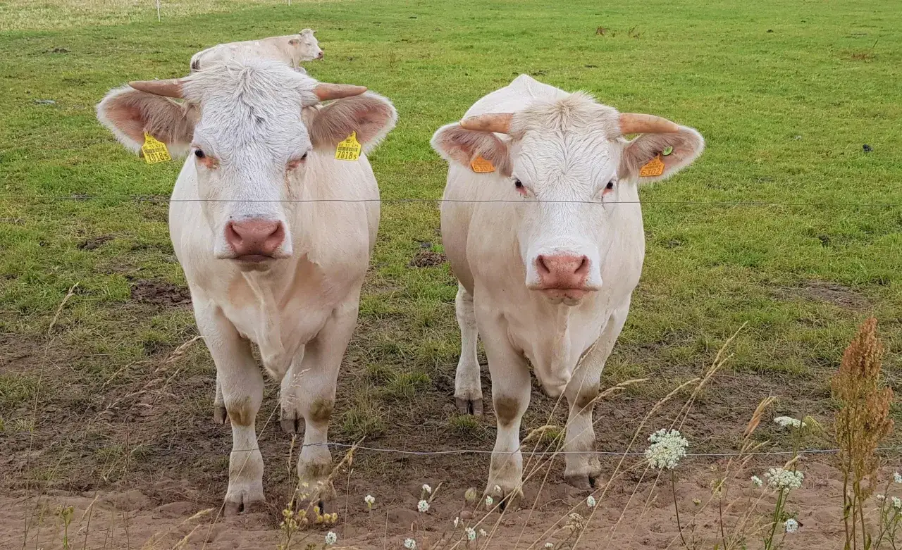 Dwa bydła szarolez stoją na zielonej łące, patrząc wprost na widza. W tle widać kolejne zwierzę.