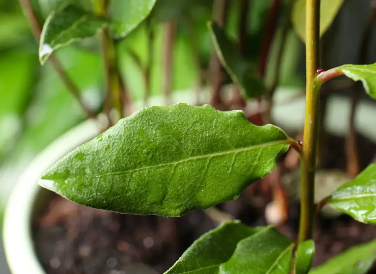 Zielony liść laurowy z kroplami wody, uprawa w doniczce. W tle inne liście i łodygi.