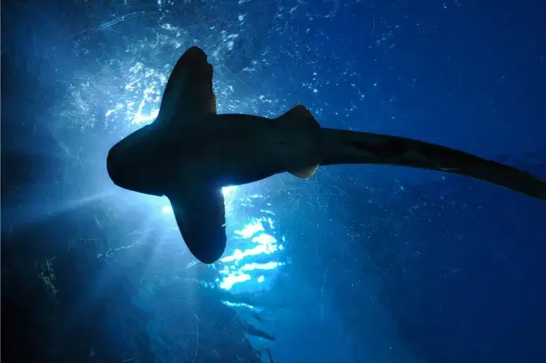 Jak rekiny się rozmnażają? Odkryj tajemnice ich niezwykłego życia