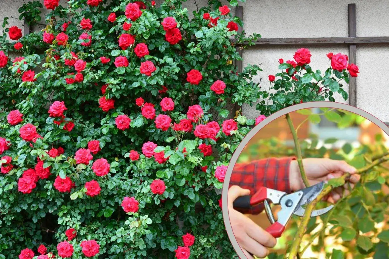 Róże pnące: Kiedy i jak przycinać dla obfitego kwitnienia?