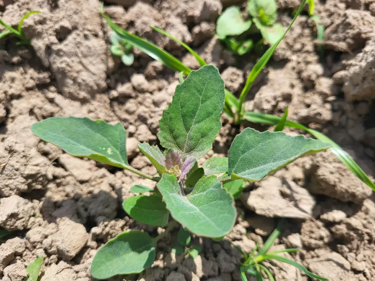 Mokrzyca chwast - jak skutecznie zwalczyć i wykorzystać jej właściwości