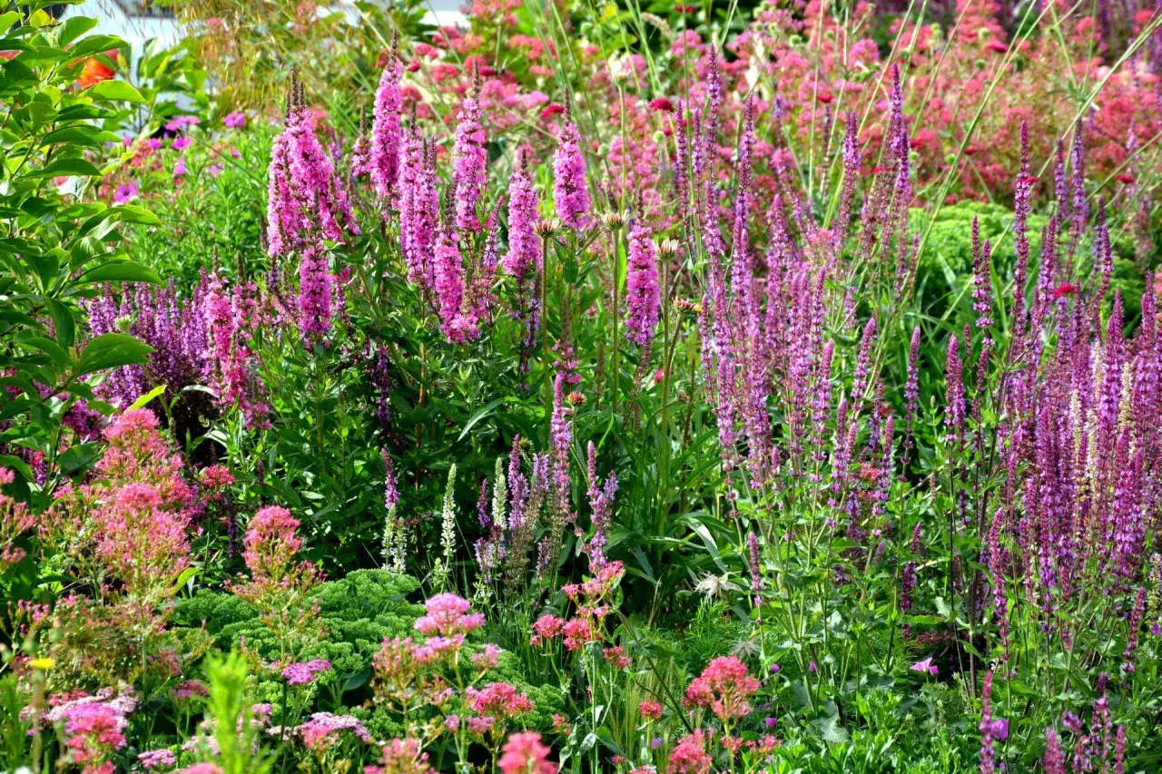 Krwawnica pospolita – kiedy sadzić, aby uniknąć niepowodzeń?