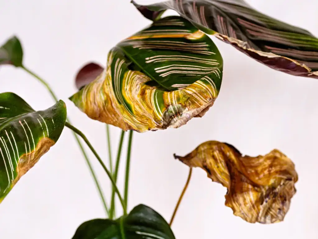 Żółte liście? Rozpoznaj niedobory składników i uratuj rośliny