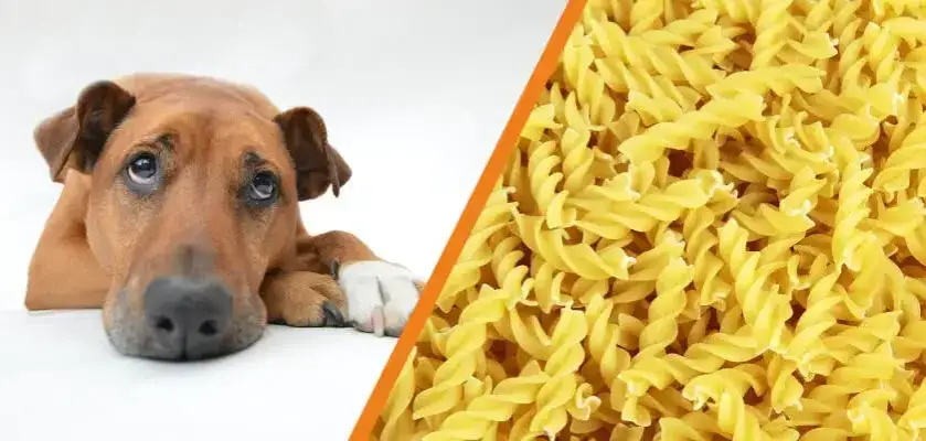 Czy pies może jeść makaron? Sprawdź, co musisz wiedzieć o diecie psa