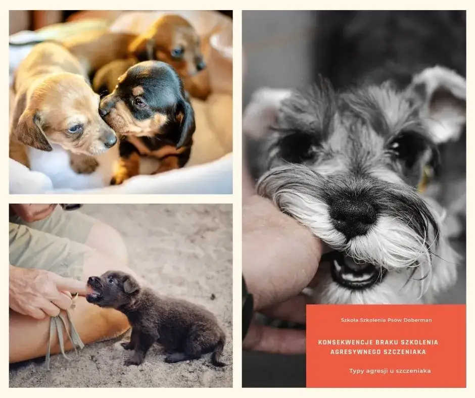 Jak radzić sobie z agresywnym szczeniakiem - praktyczne porady i strategie