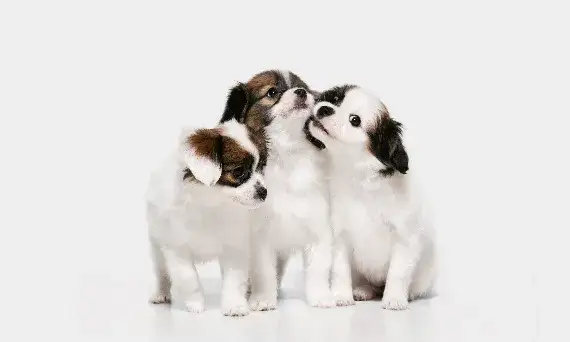 Jak szybko rośnie szczeniak? Kluczowe informacje o wzroście i diecie