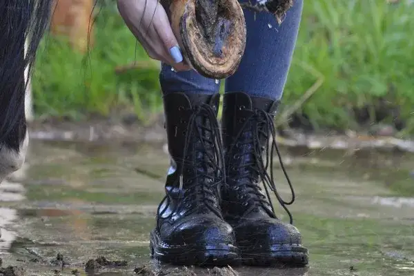 Jak dbać o konia - kluczowe wskazówki dla zdrowia i szczęścia zwierzęcia