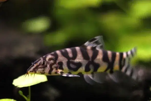 Najlepsze ryby na glony w akwarium, które zadbają o czystość wody