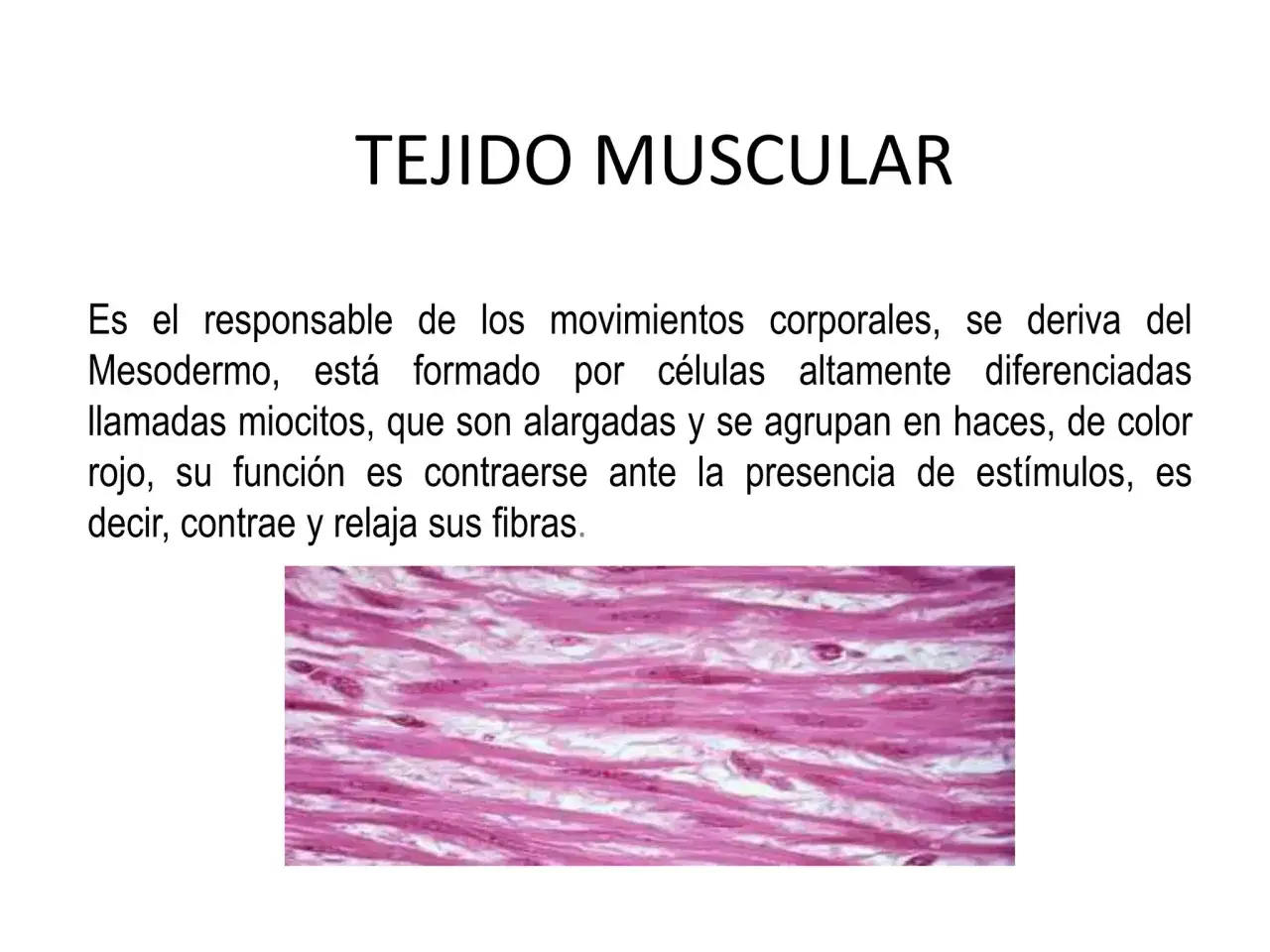 El tejido muscular: ¿Cómo funciona y por qué es clave para tu vida?