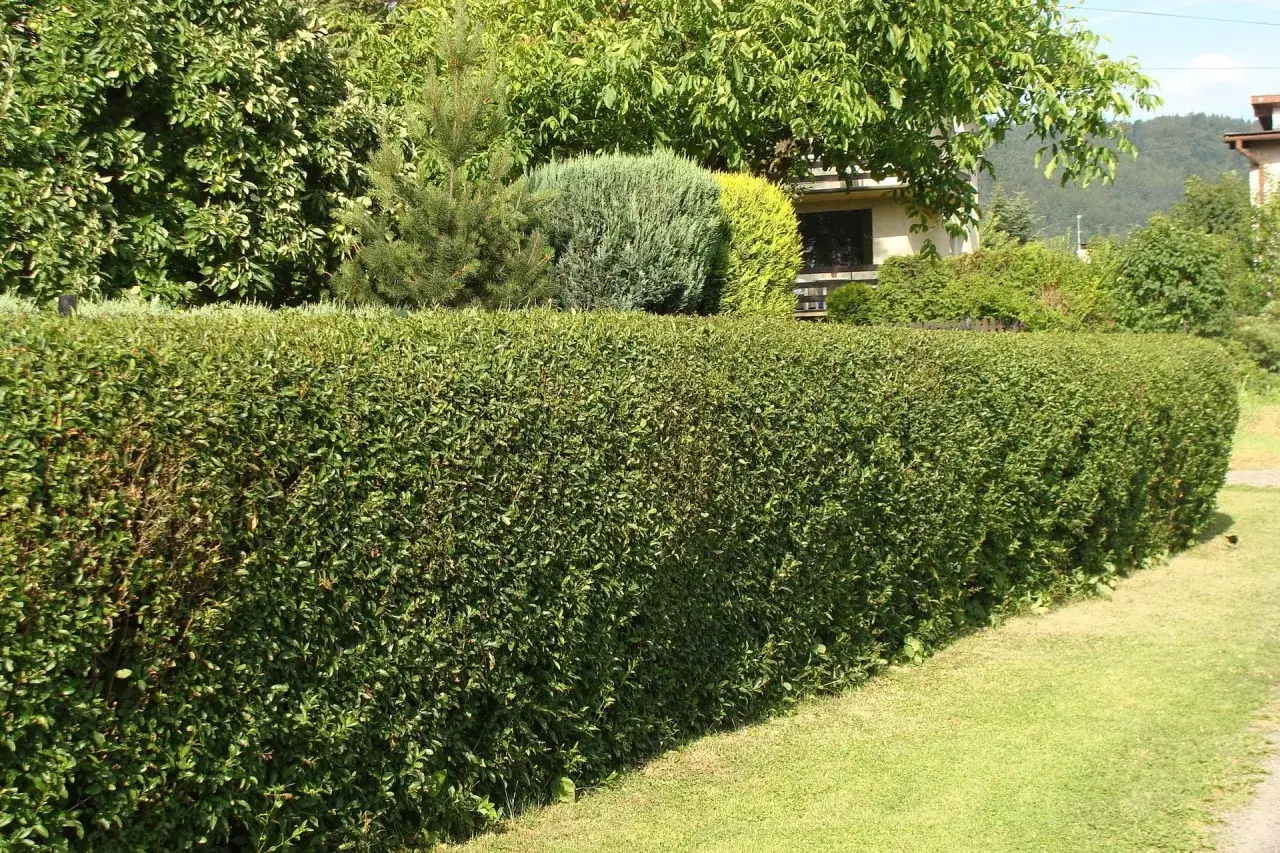 Cięcie tui: Kiedy, jak i czym? Zadbaj o gęsty żywopłot!