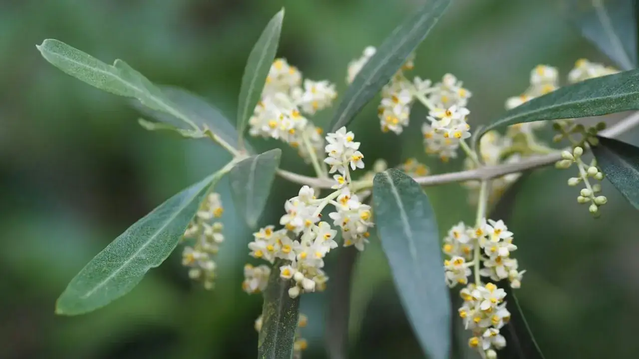 Jaka ziemia do oliwki europejskiej? Oto kluczowe wskazówki dla sukcesu