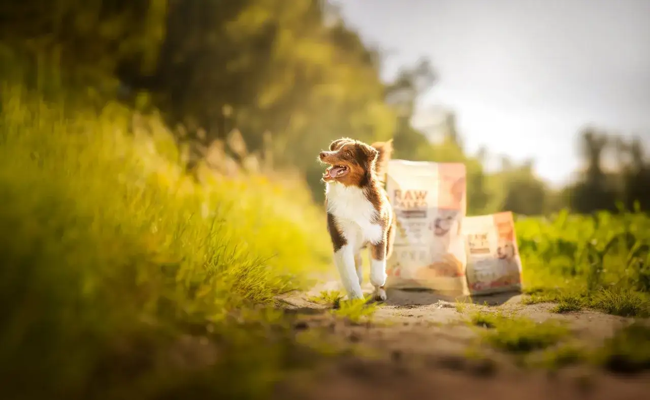 Raw Paleo Wołowina: Karma czy dieta? Bezpieczeństwo i wybór mięsa