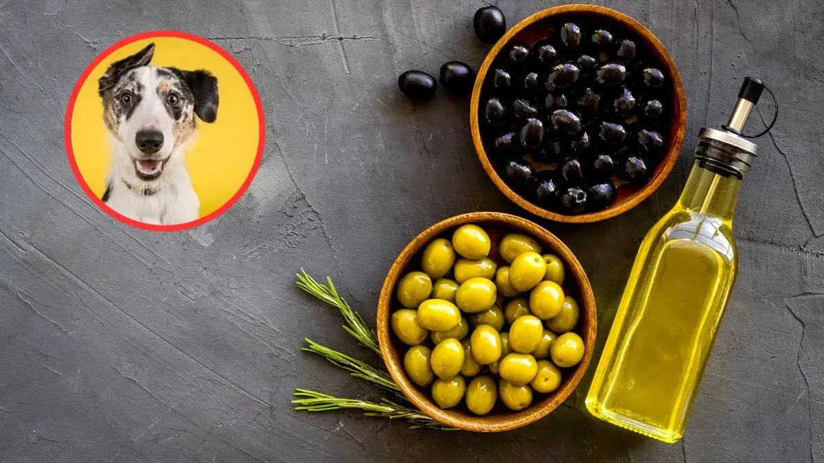 Czy pies może jeść oliwki? Sprawdź, co musisz wiedzieć przed podaniem