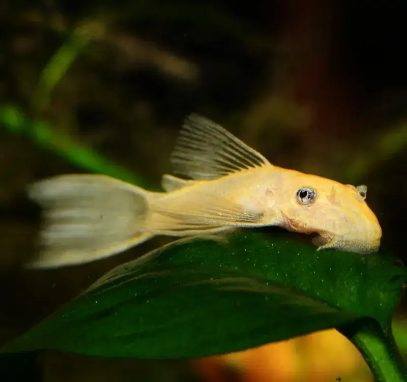 Glonojad jaka temperatura wody? Klucz do zdrowia ryb i akwarium