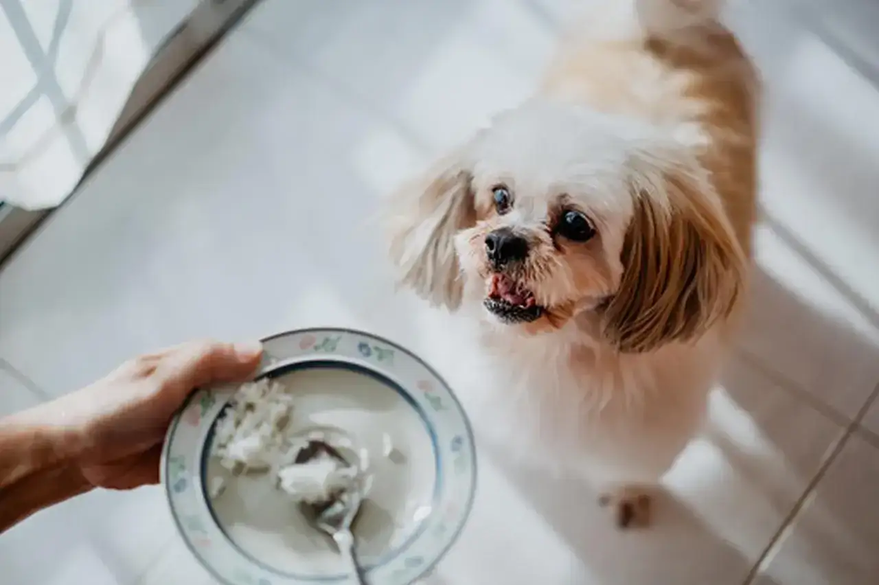 Z czym ryż dla psa? Sprawdź zdrowe połączenia i przepisy
