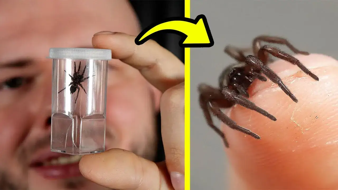 Jak rozmnażają się pająki domowe - zaskakujące fakty o ich cyklu życia