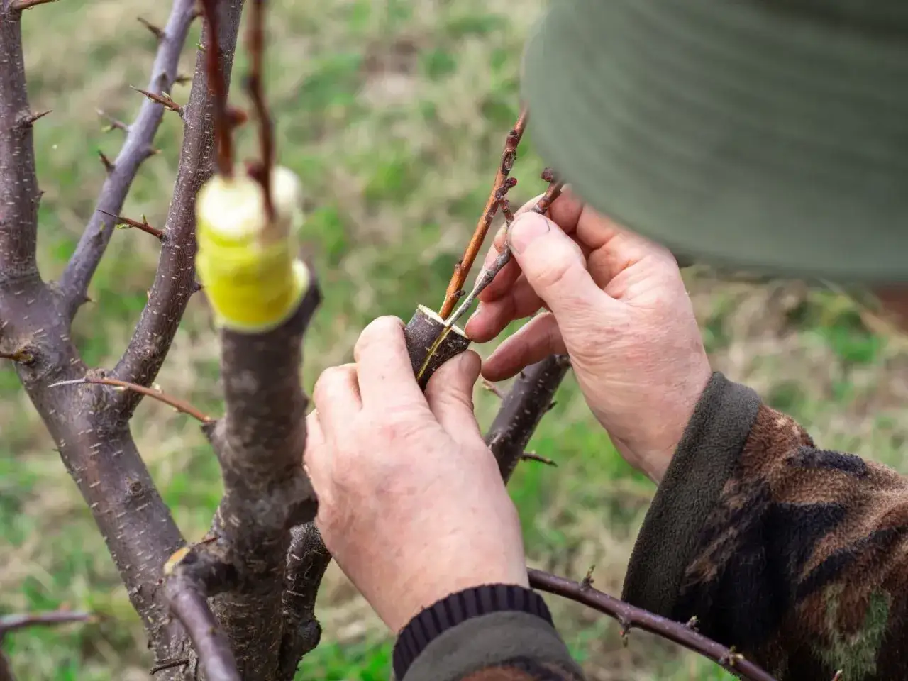 Osoba wykonuje szczepienie gruszy, łącząc zraz z podkładką.