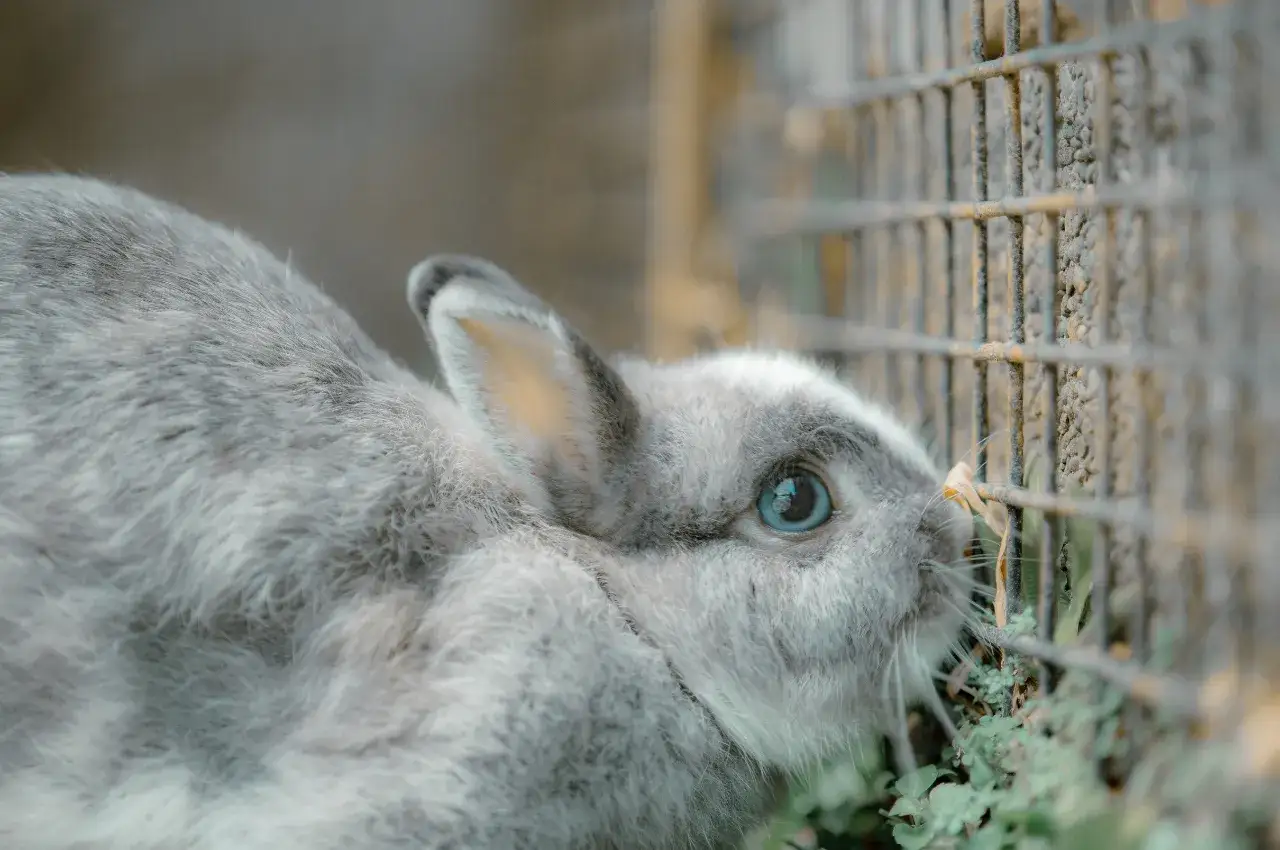 5 najczęstszych powodów dlaczego królik drapie w klatce i jak temu zaradzić