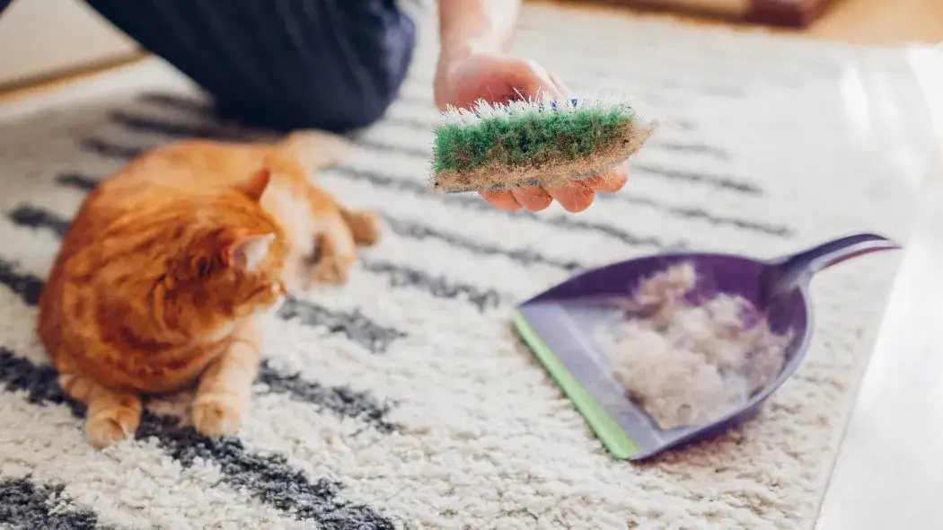 Skuteczne sposoby na usunięcie sierści z dywanu bez wysiłku