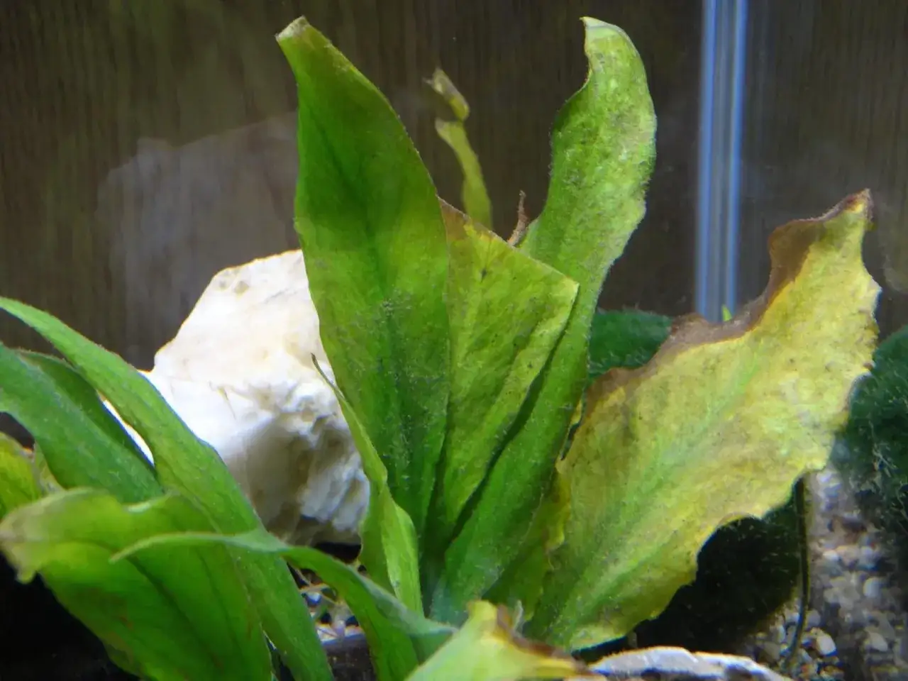 Dlaczego rośliny w akwarium robią się brązowe i jak temu zapobiec