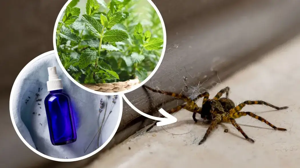 Skuteczne sposoby na to, czym odstraszyć pająki z domu i uniknąć ich obecności