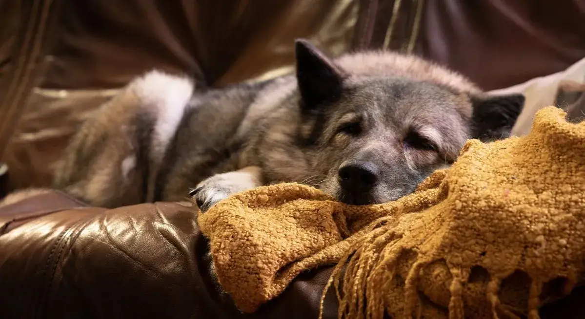 Czy pies cierpi przy usypianiu? Prawda o eutanazji zwierząt