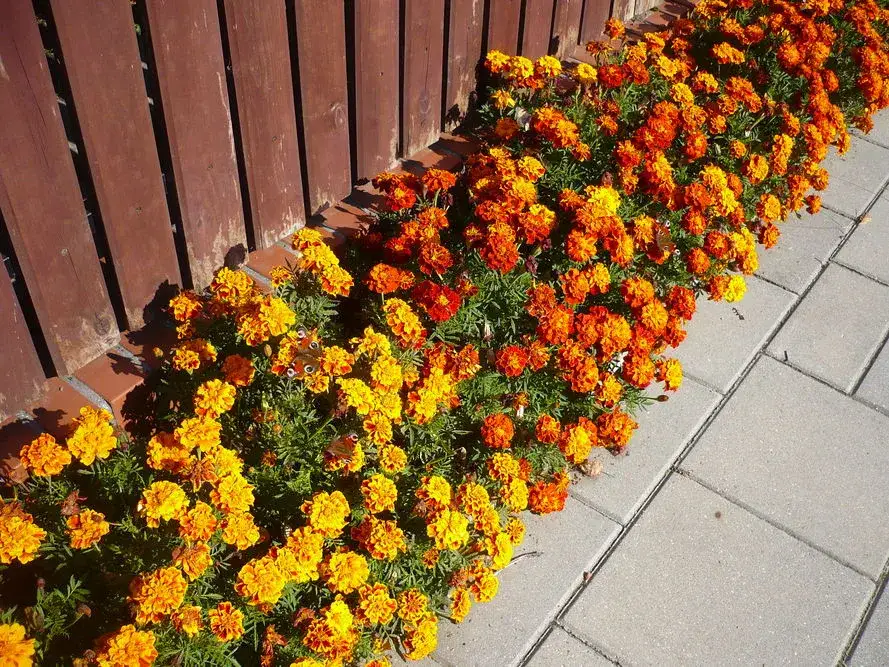 Aksamitki: Kiedy siać, by kwitły całe lato?